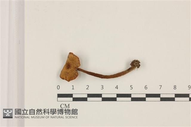 登錄號:F0037480藏品圖，第1張