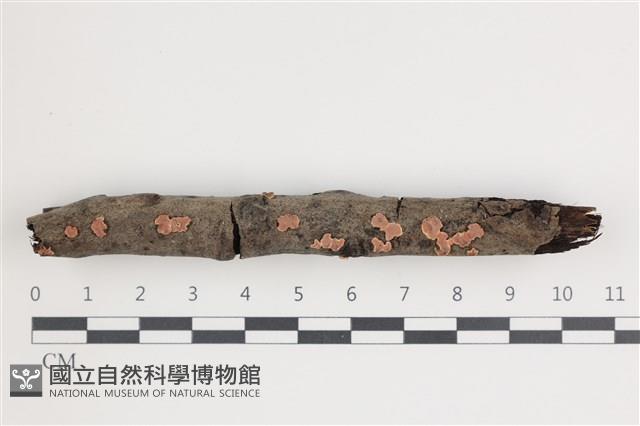 登錄號:F0035480藏品圖，第1張