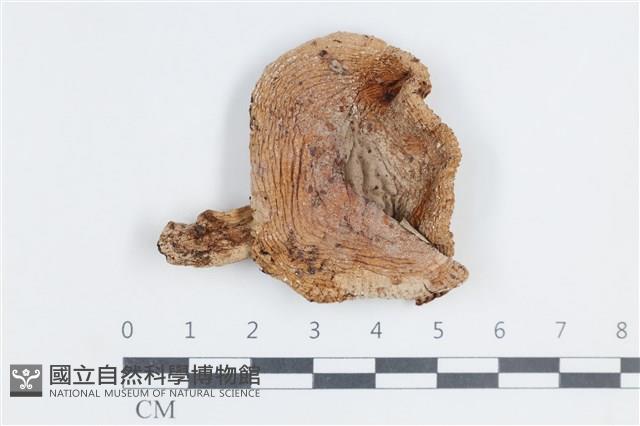 登錄號:F0038780藏品圖，第1張