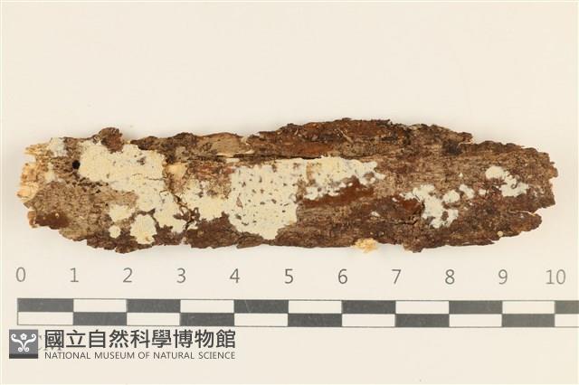 館號:F0036780藏品圖，第1張