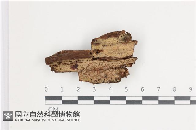 登錄號:F0035780藏品圖，第1張