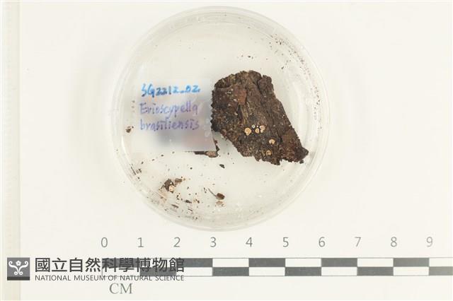 登錄號:F0038580藏品圖，第1張