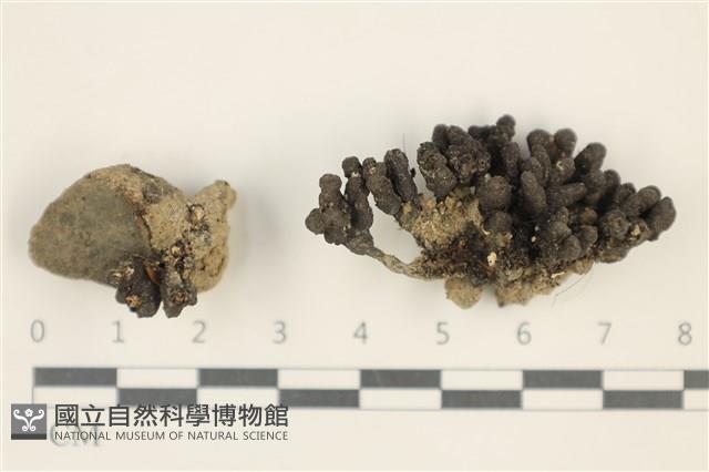 登錄號:F0037580藏品圖，第1張