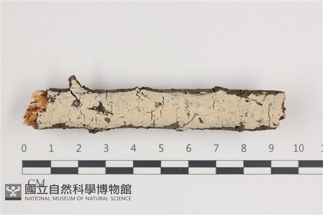 登錄號:F0035580藏品圖，第1張