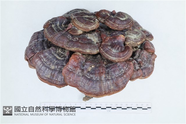 登錄號:F0039580藏品圖，第1張