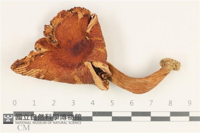登錄號:F0038180藏品圖，第1張