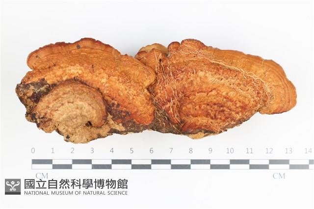 木層孔菌屬藏品圖，第1張