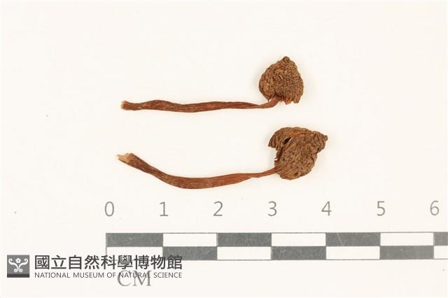 登錄號:F0037180藏品圖，第1張