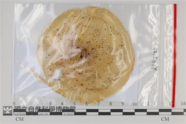 登錄號:F0035180藏品圖，第1張