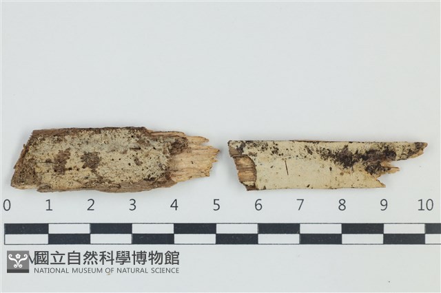 木齒菌屬藏品圖，第1張