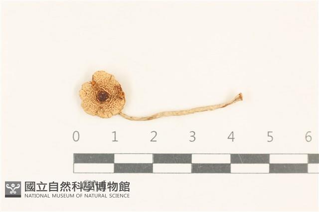 登錄號:F0037080藏品圖，第1張
