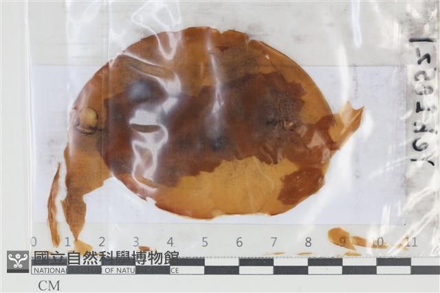 登錄號:F0035080藏品圖，第1張