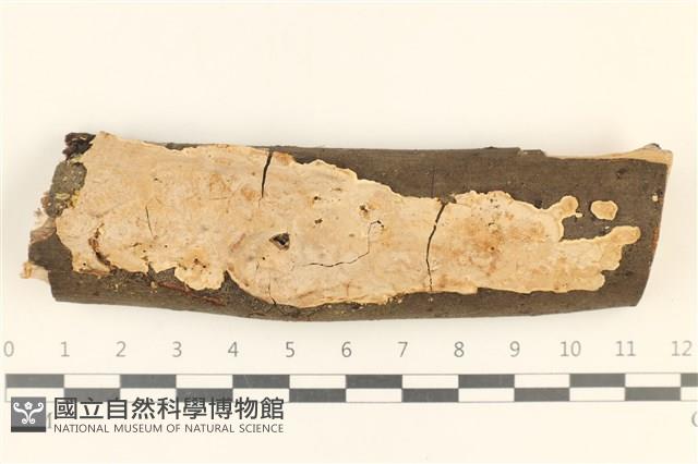 刺皮菌屬藏品圖，第1張