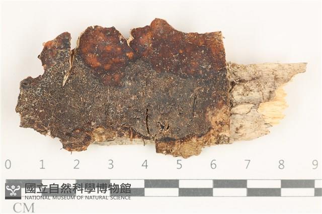Accession Number:F0038380 Collection Image, Figure 1, Total 2 Figures