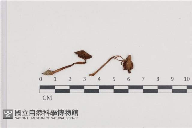 登錄號:F0036380藏品圖，第1張