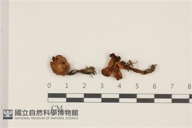 登錄號:F0037380藏品圖，第1張