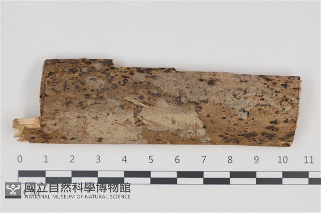 登錄號:F0035380藏品圖，第1張
