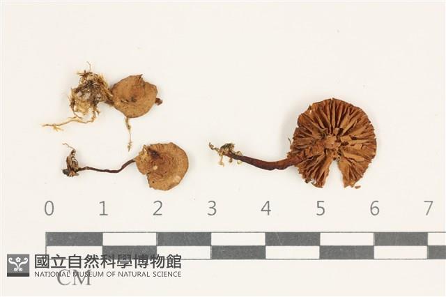 小菇屬藏品圖，第1張