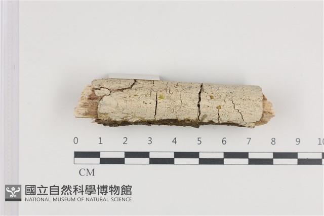 登錄號:F0036230藏品圖，第1張