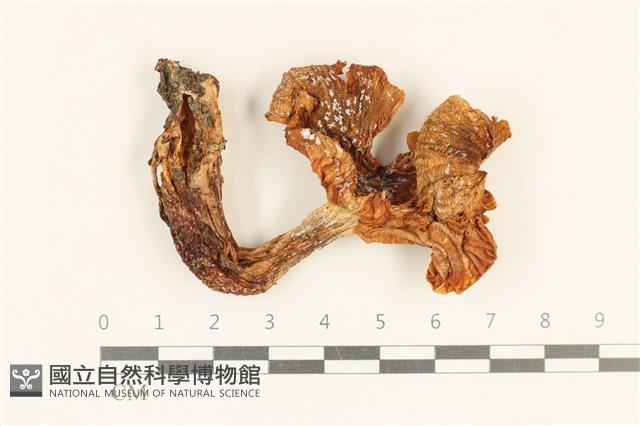 館號:F0037230藏品圖，第1張