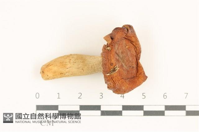登錄號:F0036830藏品圖，第1張