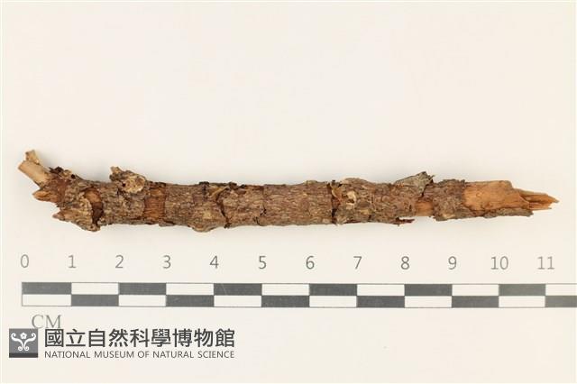 登錄號:F0037830藏品圖，第1張