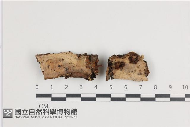 登錄號:F0035830藏品圖，第1張