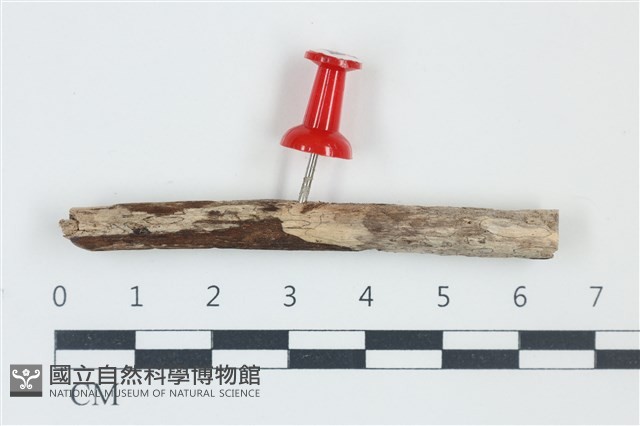 登錄號:F0038930藏品圖，第1張