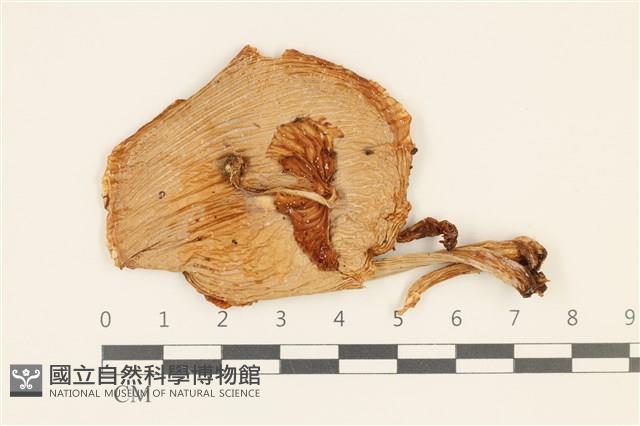 登錄號:F0036930藏品圖，第1張