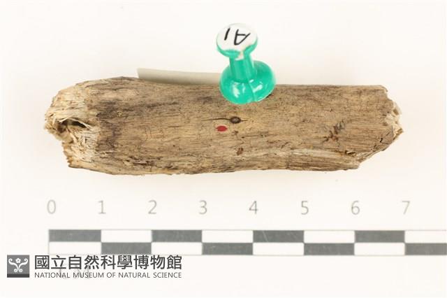 登錄號:F0037930藏品圖，第1張