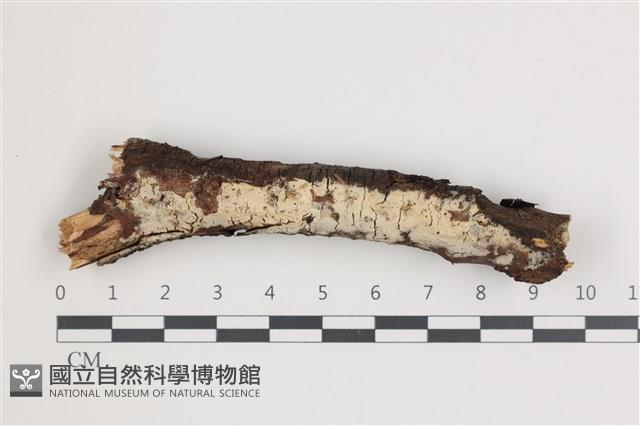 登錄號:F0035930藏品圖，第1張