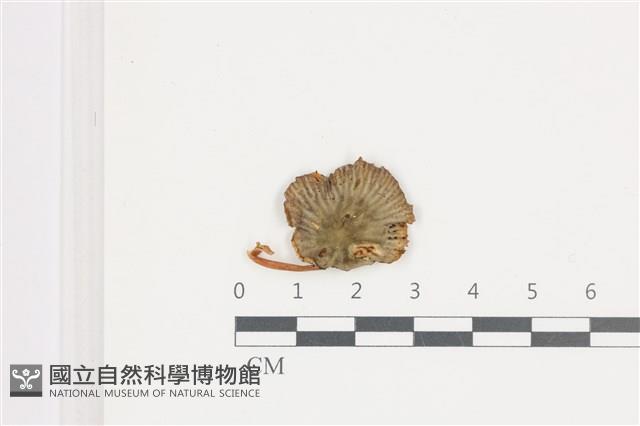 登錄號:F0036630藏品圖，第1張