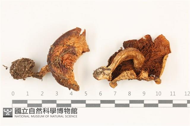 登錄號:F0037430藏品圖，第1張