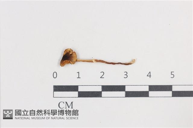 登錄號:F0038730藏品圖，第1張