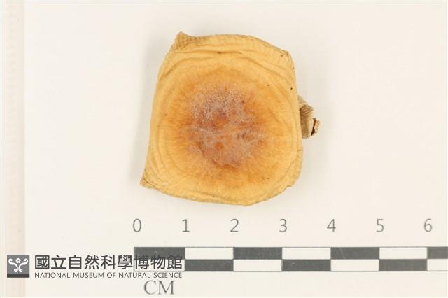 登錄號:F0037730藏品圖，第1張