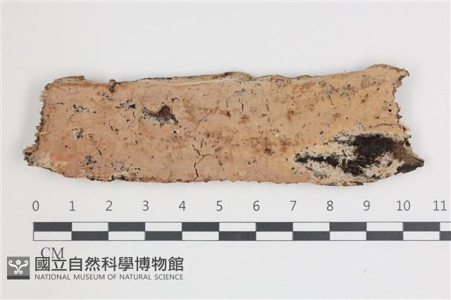 登錄號:F0035730藏品圖，第1張