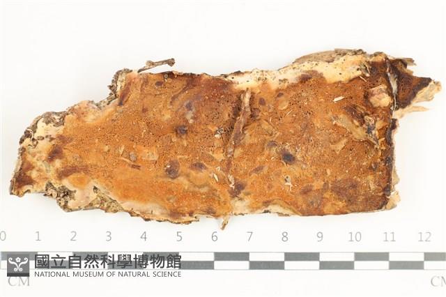 骨皮菌屬藏品圖，第1張