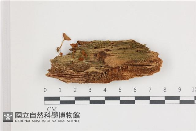 小菇屬藏品圖，第1張