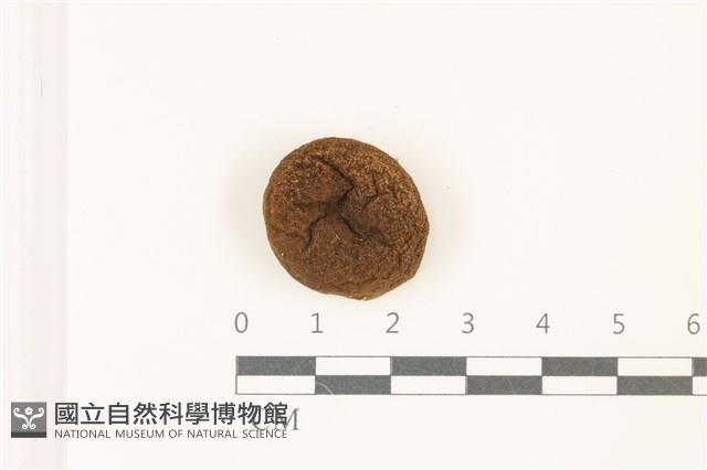 登錄號:F0037530藏品圖，第1張