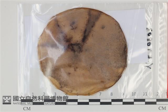 登錄號:F0035130藏品圖，第1張