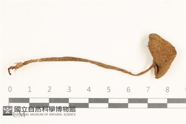 館號:F0038030藏品圖，第1張