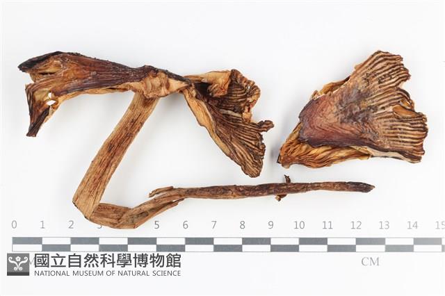 登錄號:F0036030藏品圖，第1張