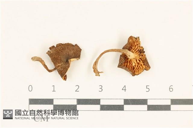 登錄號:F0037030藏品圖，第1張