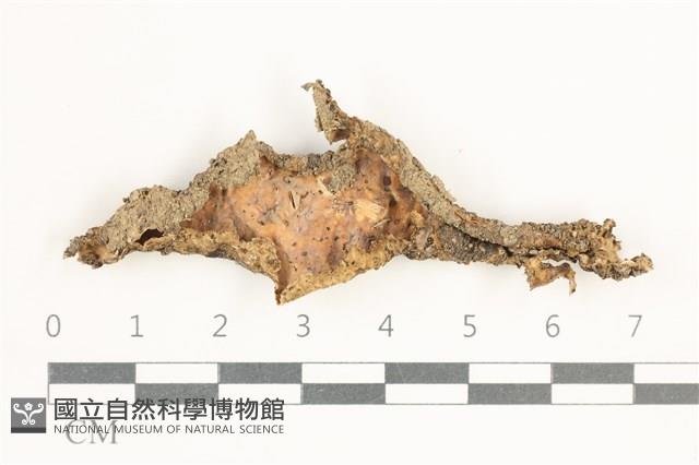 登錄號:F0038330藏品圖，第1張