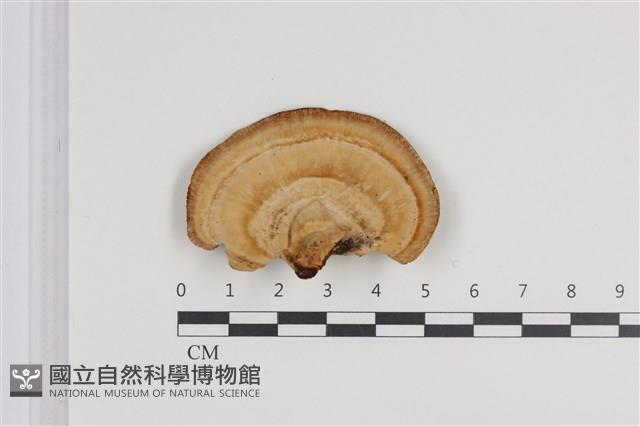 栓菌屬藏品圖，第1張