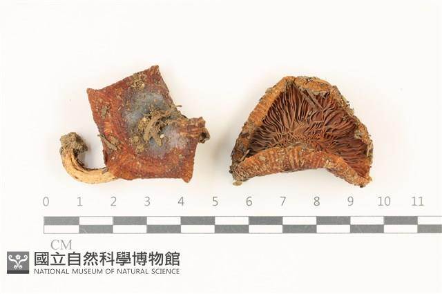 登錄號:F0037330藏品圖，第1張