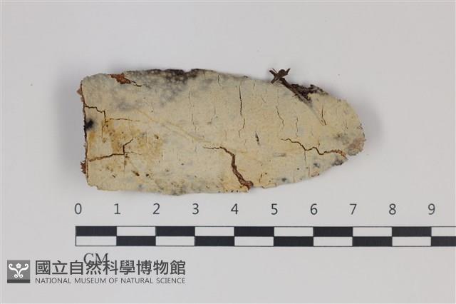 登錄號:F0035330藏品圖，第1張
