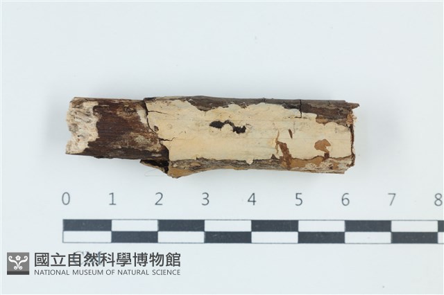 登錄號:F0039330藏品圖，第1張