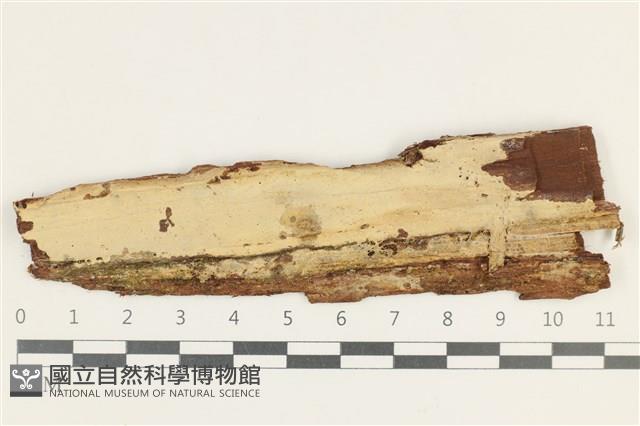 筍殼菌屬藏品圖，第1張