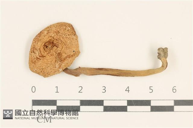 登錄號:F0037270藏品圖，第1張